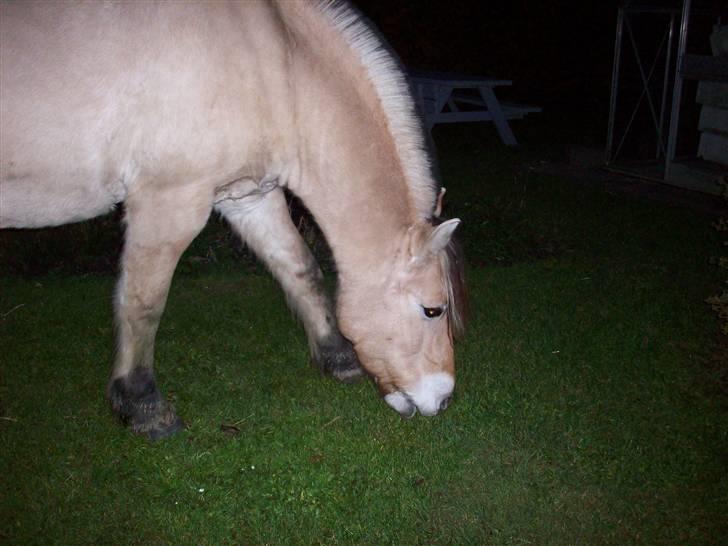 Fjordhest joakim - hjeme hos mig  billede 7