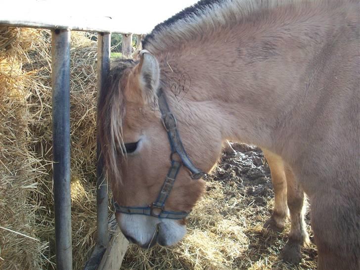 Fjordhest joakim - mmmmmmmmmmmm  billede 8