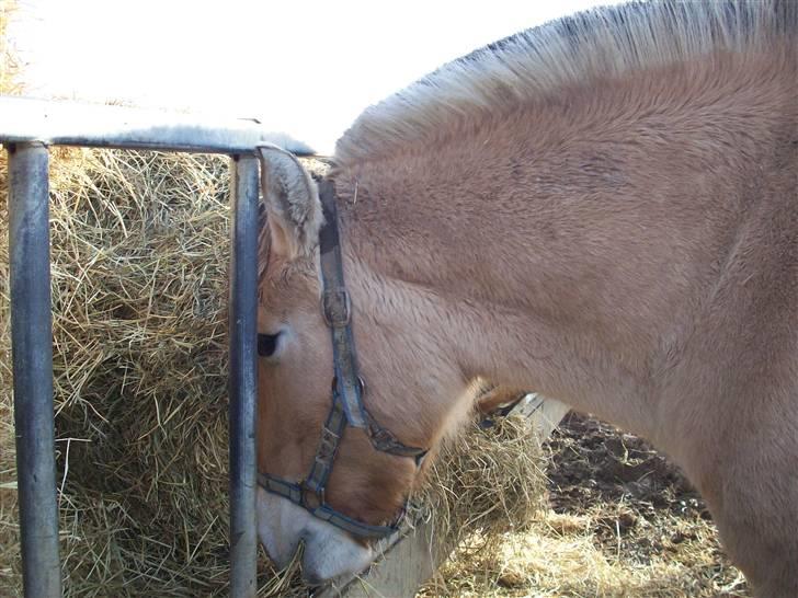 Fjordhest joakim - nam nam billede 9