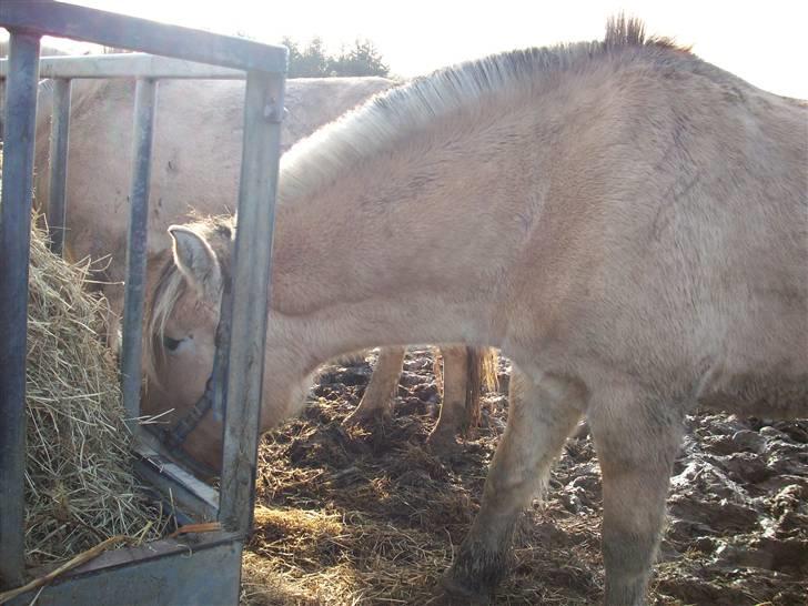 Fjordhest joakim - joakim<33333333333333333333333333333333333333333333333333333333333333333333333333333333333333333333333333333333333333333333333333333333 billede 10