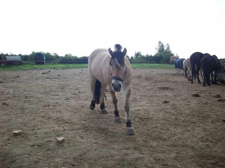 Fjordhest joakim - joakim  billede 11