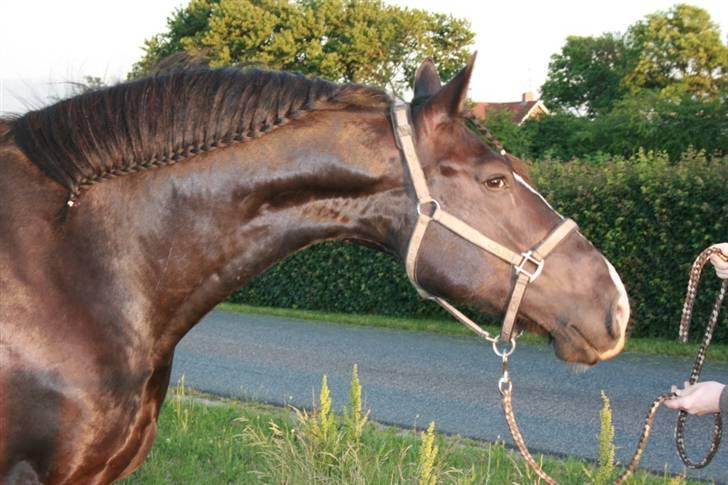 Anden særlig race Diego  - Bassen sommeren 07 billede 16