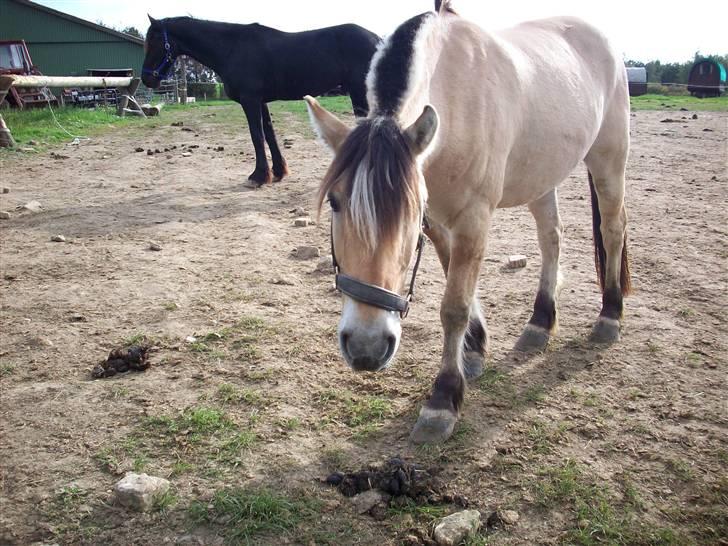 Fjordhest joakim - kom joakim billede 12