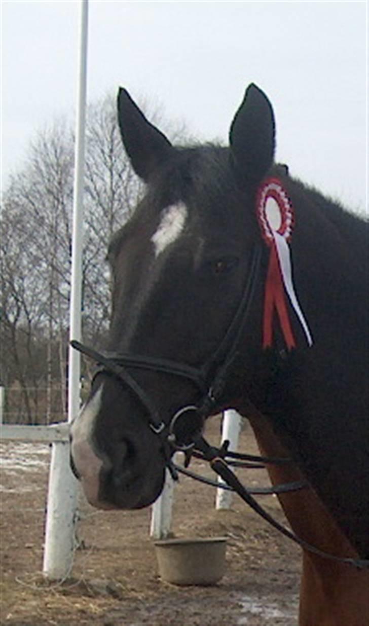 Dansk Varmblod Lady Hunter  - Første plads..! <3 billede 13