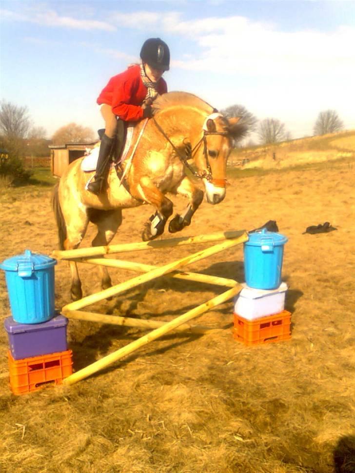 Anden særlig race - Bullit † - 90 cm på Bullit for nogle år siden. billede 16