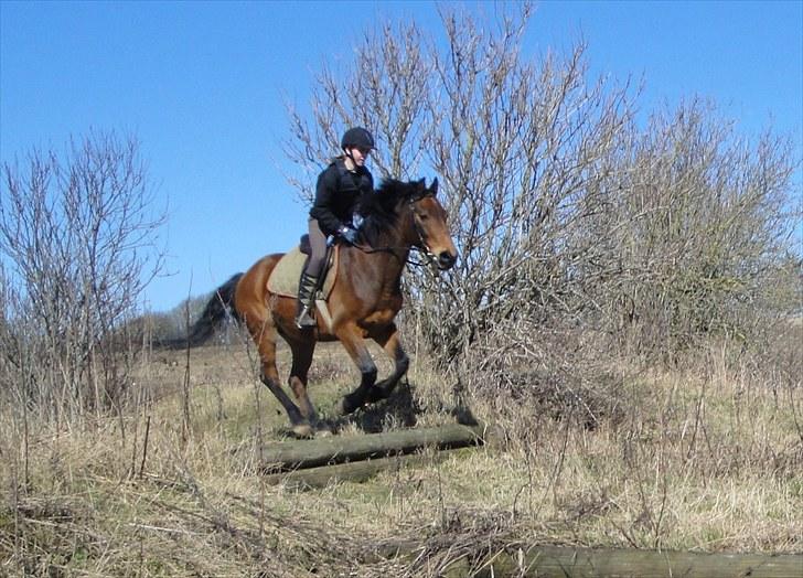 Anden særlig race Phi-mu (rideskole hest) - Spring:D billede 3