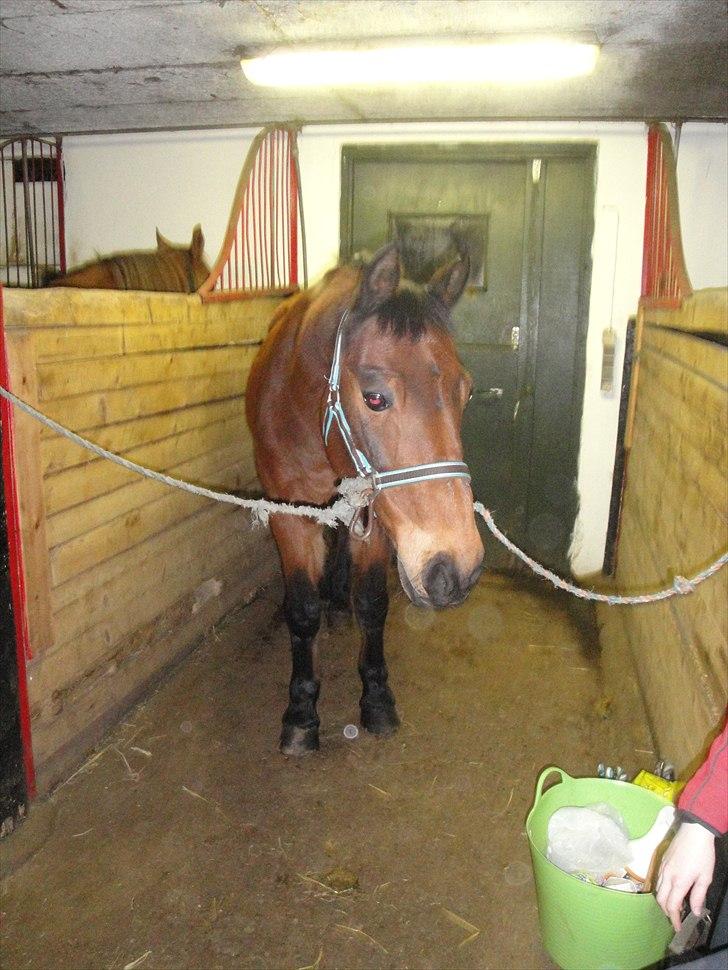 Anden særlig race Phi-mu (rideskole hest) - (; billede 4
