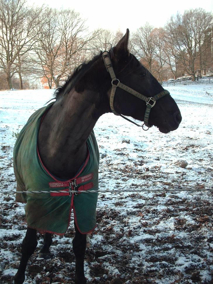 Anden særlig race Tina "har redet" - Tina! ! ! billede 9