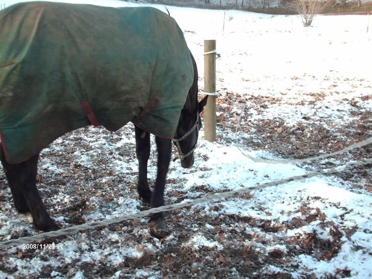 Anden særlig race Tina "har redet" - Tina med bagen til :P billede 10