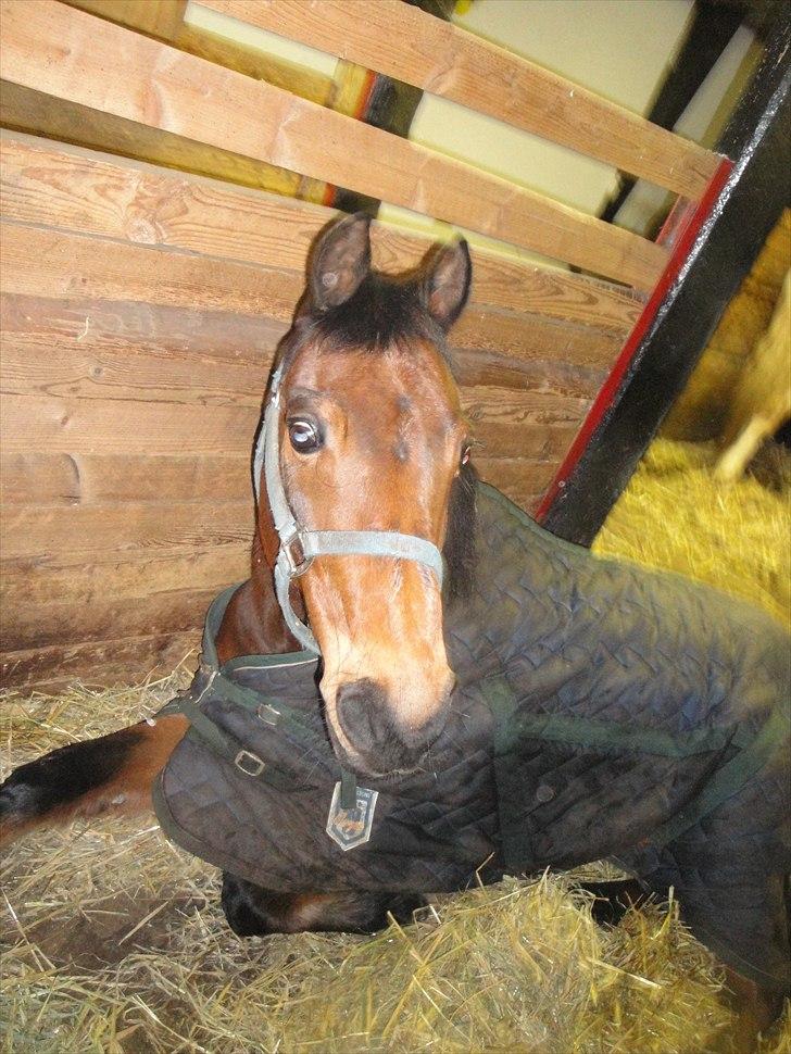 Anden særlig race Phi-mu (rideskole hest) - 7) phimu putter :D<3 billede 7