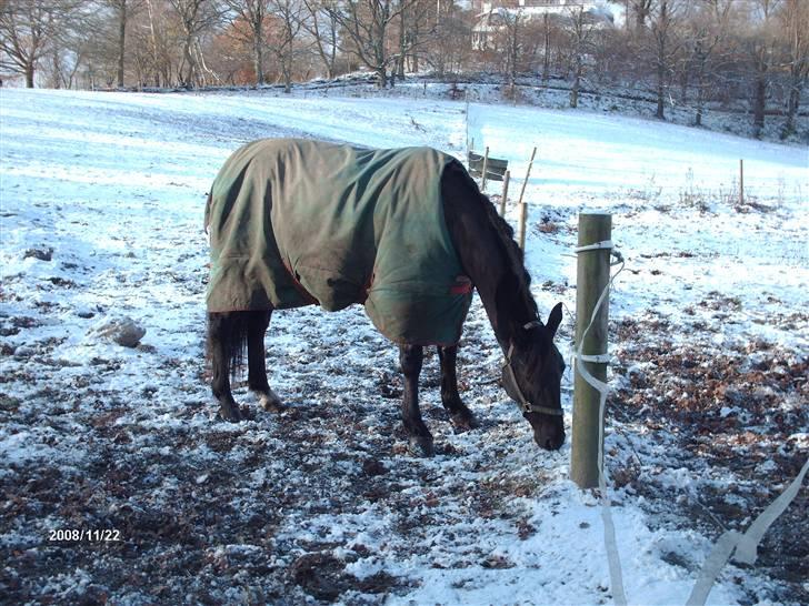 Anden særlig race Tina "har redet" - Tina i sneen billede 11