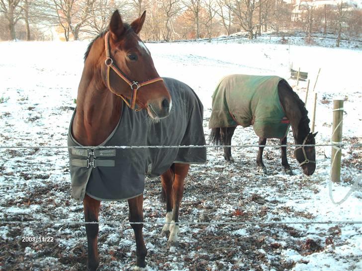 Anden særlig race Tina "har redet" - Dolle og Tina på fold billede 12