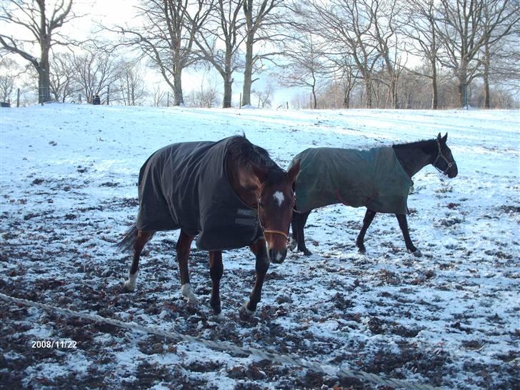 Anden særlig race Tina "har redet" - Tina og Dolle i sneen billede 13