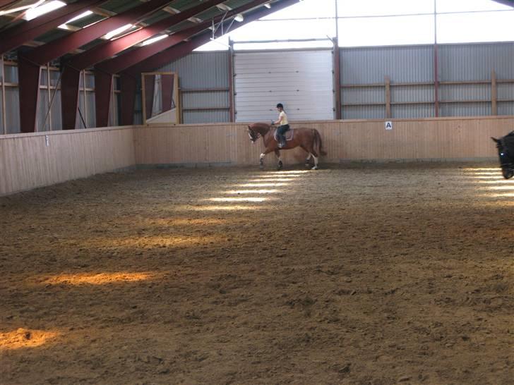 Dansk Varmblod Krogskærs DeVito - Vito, 30 juli 2008 billede 12