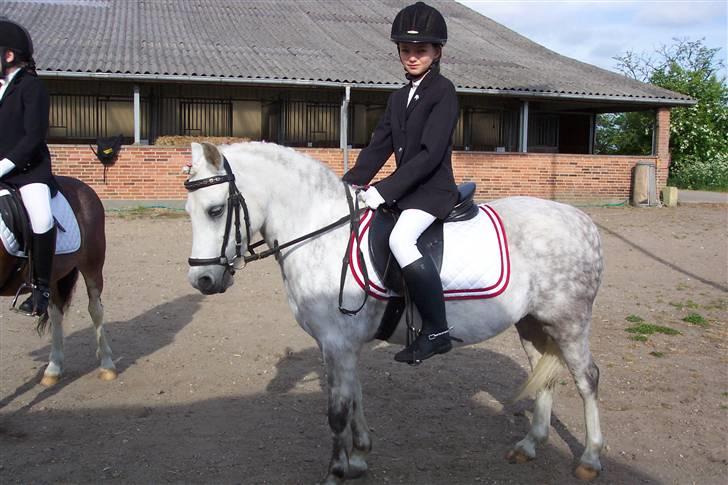 Welsh Mountain (sec A) Ræveskiftets Sugarcandy - Stævne i Padborg billede 1