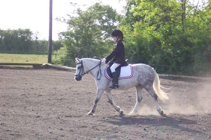 Welsh Mountain (sec A) Ræveskiftets Sugarcandy - Candy og Inge Marie til stævne i padborg billede 2