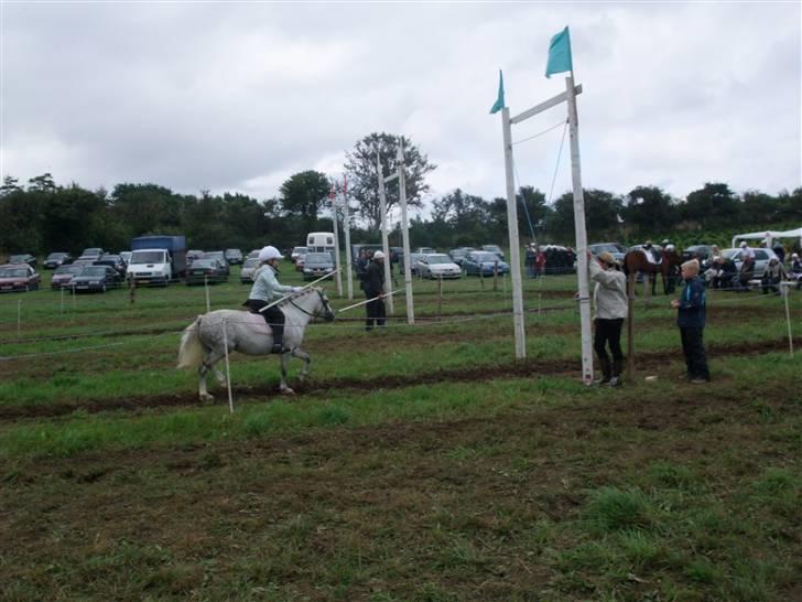 Welsh Mountain (sec A) Ræveskiftets Sugarcandy - Candy og Inge Marie til brunsnæs ringridning 2008 billede 3