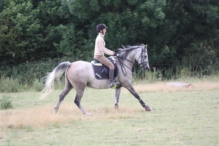 Arabisk fuldblod (OX) sedina ox - R.I.P. 2009 billede 1