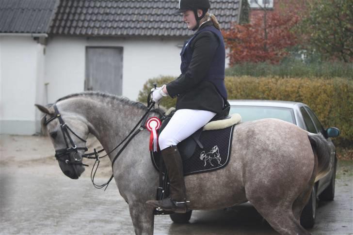 Arabisk fuldblod (OX) sedina ox - R.I.P. 2009 billede 2