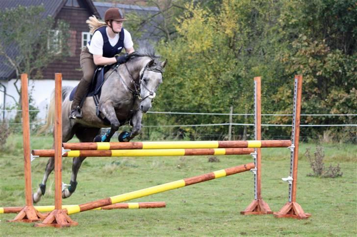 Arabisk fuldblod (OX) sedina ox - R.I.P. 2009 billede 3