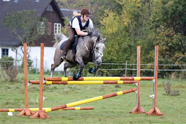 Arabisk fuldblod (OX) sedina ox - R.I.P. 2009 billede 4