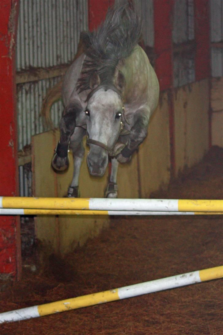 Arabisk fuldblod (OX) sedina ox - R.I.P. 2009 billede 5