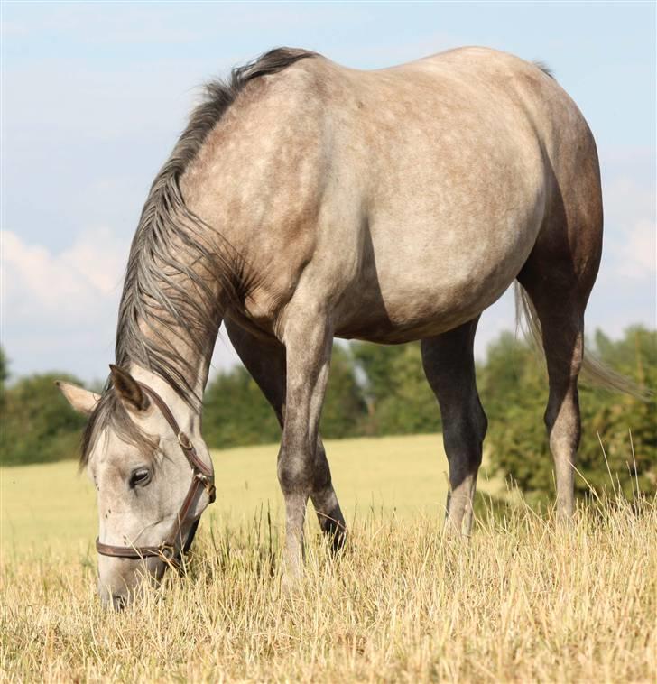 Arabisk fuldblod (OX) sedina ox - R.I.P. 2009 billede 6