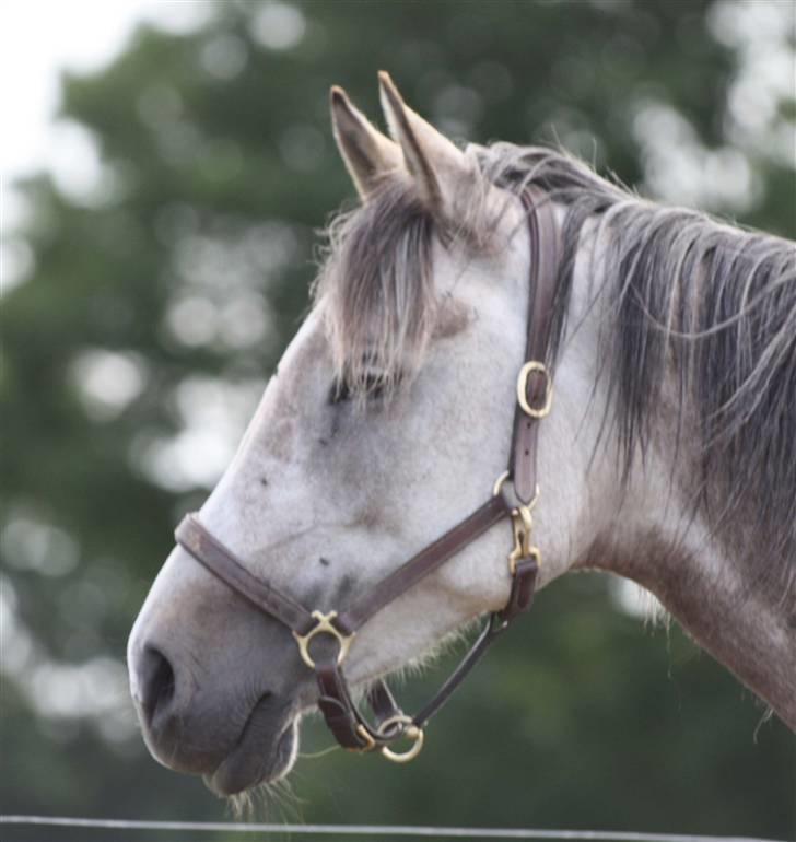 Arabisk fuldblod (OX) sedina ox - R.I.P. 2009 billede 7