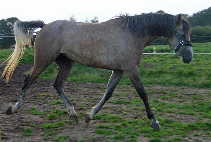 Arabisk fuldblod (OX) sedina ox - R.I.P. 2009 billede 8