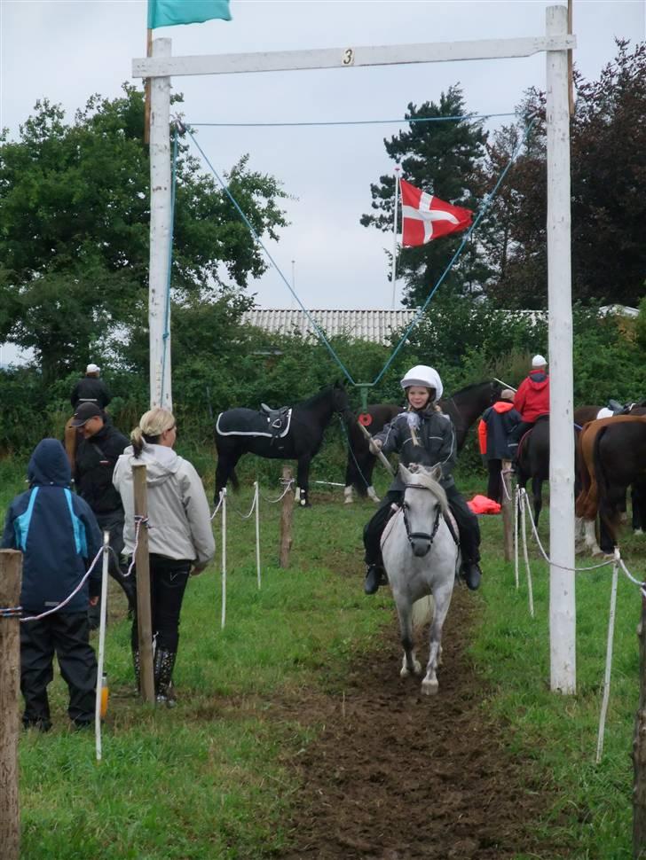 Welsh Mountain (sec A) Ræveskiftets Sugarcandy - Candy og Katrine billede 5