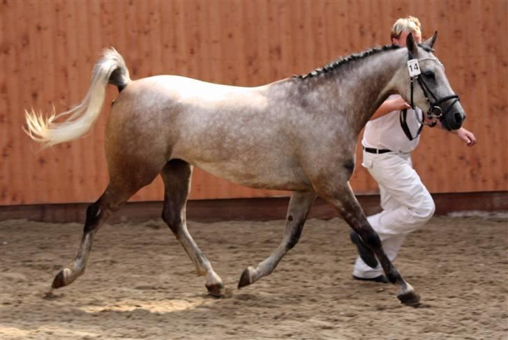 Arabisk fuldblod (OX) sedina ox - R.I.P. 2009 billede 9