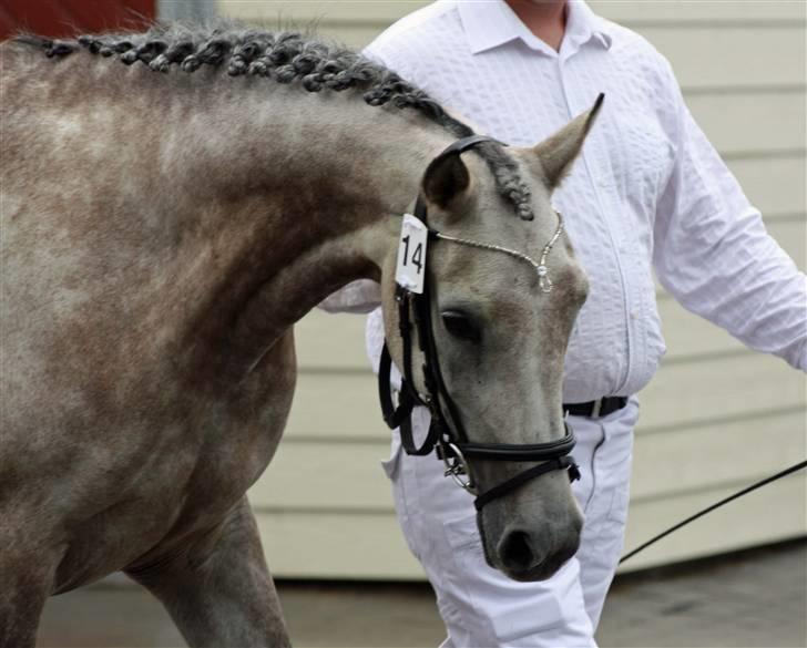 Arabisk fuldblod (OX) sedina ox - R.I.P. 2009 billede 10