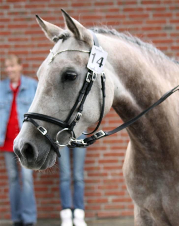 Arabisk fuldblod (OX) sedina ox - R.I.P. 2009 billede 11