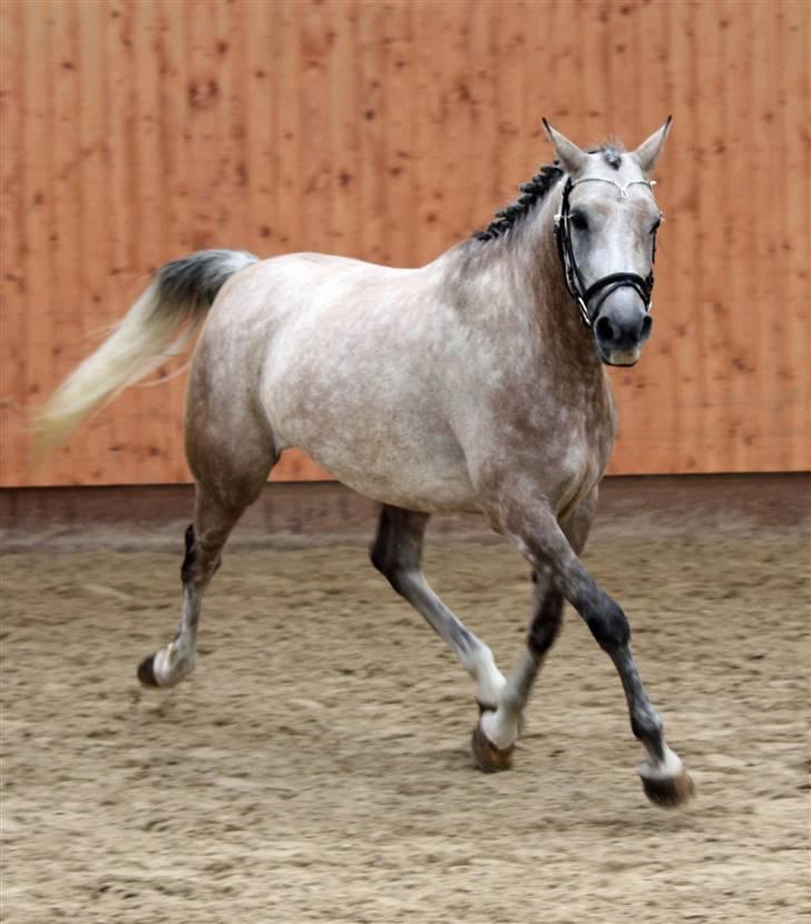 Arabisk fuldblod (OX) sedina ox - R.I.P. 2009 billede 12