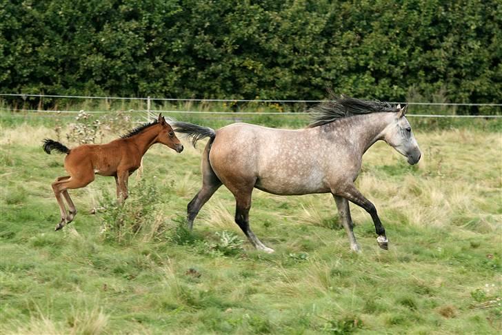 Arabisk fuldblod (OX) sedina ox - R.I.P. 2009 billede 13