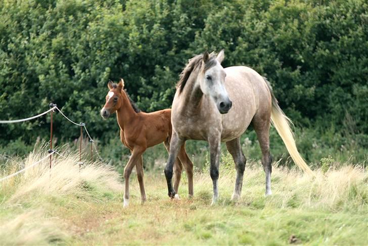 Arabisk fuldblod (OX) sedina ox - R.I.P. 2009 billede 14