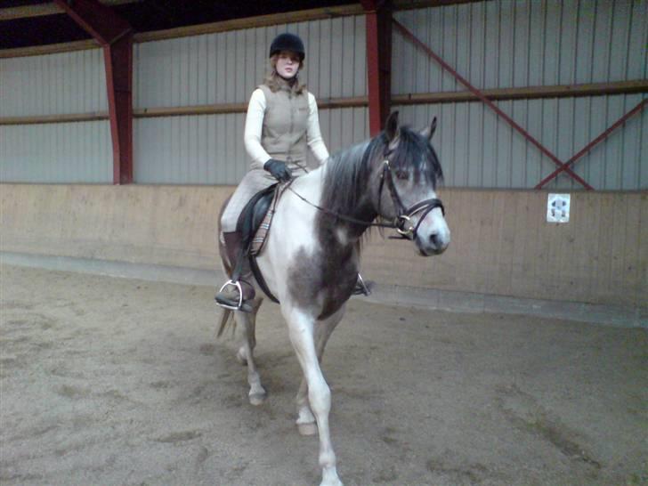 Sportsaraber (A) Cody billede 7