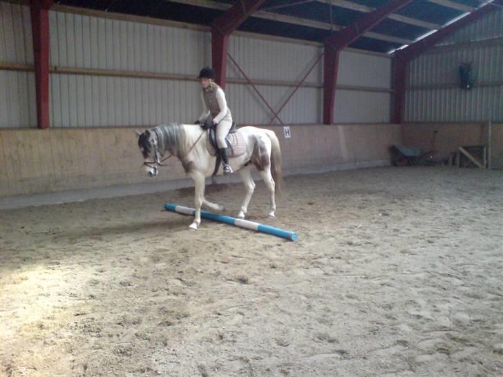 Sportsaraber (A) Cody billede 8