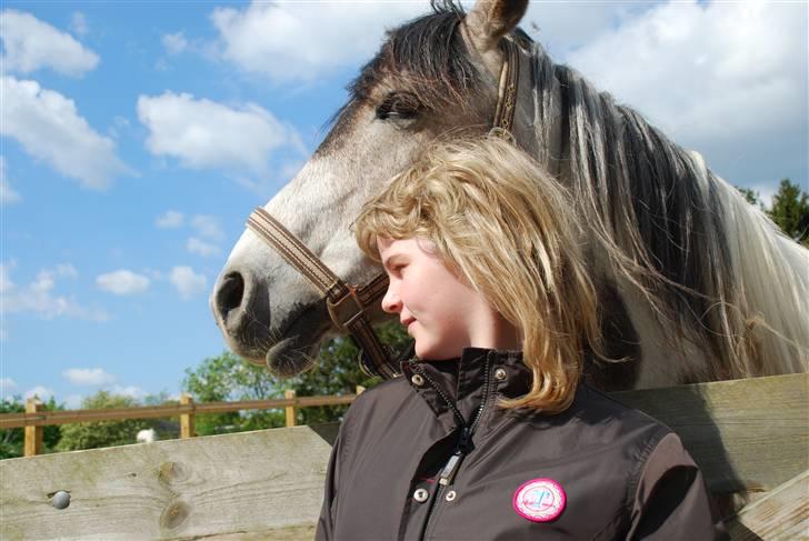 Sportsaraber (A) Cody billede 9