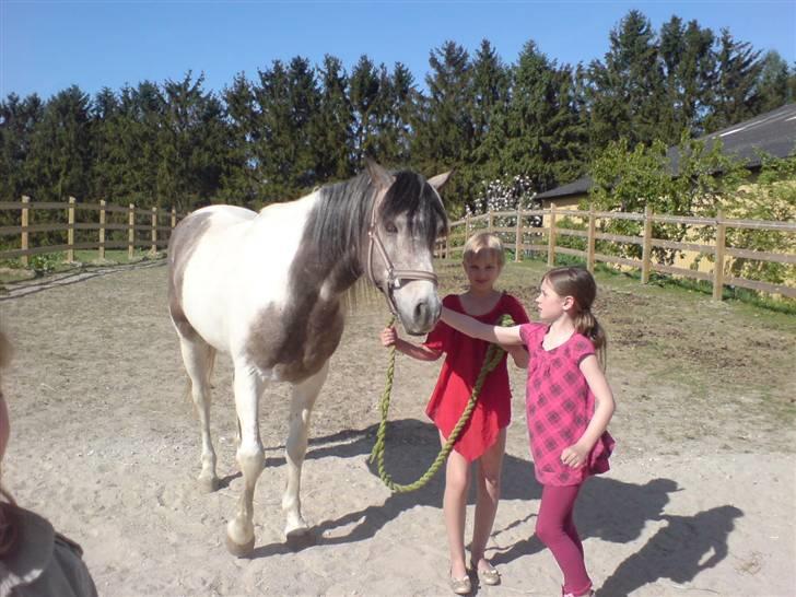 Sportsaraber (A) Cody billede 10