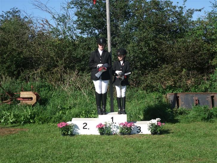Welsh Mountain (sec A) Ræveskiftets Sugarcandy - Inge Maries første første plads på candy billede 6
