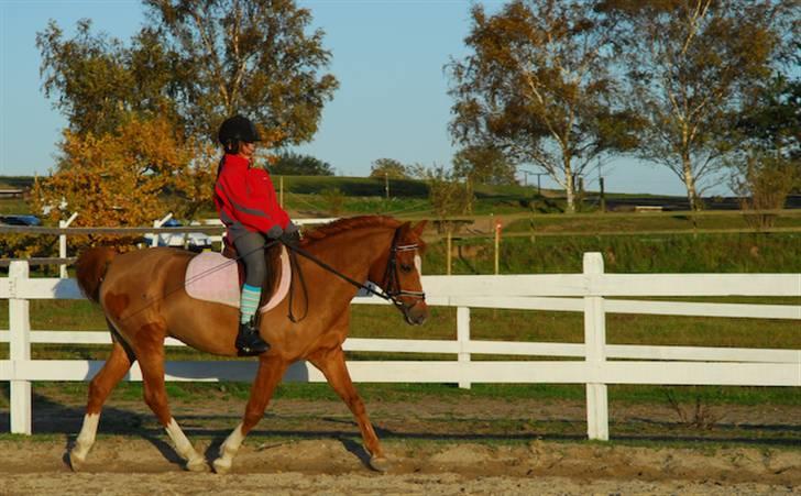 Arabisk fuldblod (OX) Flicka  - 16)Lidt dressur billede 15