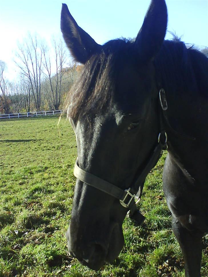 Anden særlig race misty gammel rytter R.I.P billede 9