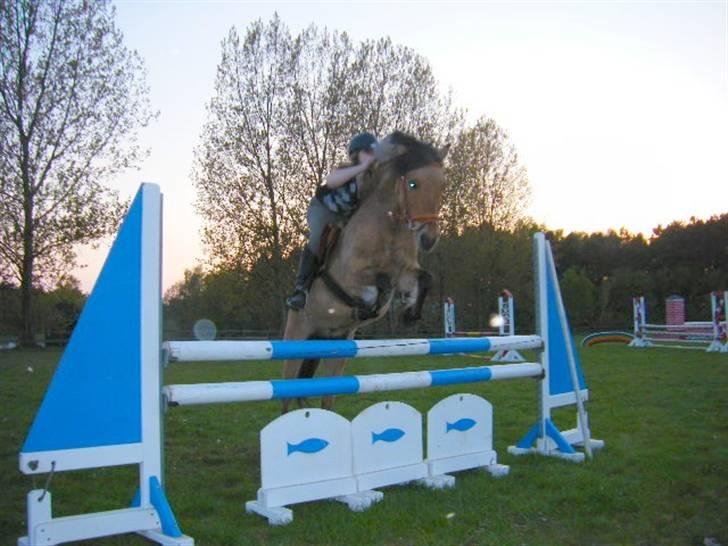 Anden særlig race Langagers Misha  - Over 100 cm. den 30 april 2009. Fuck jeg elsker dig pony <3 billede 10
