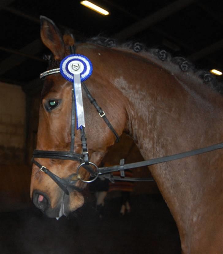 Dansk Varmblod Future-Lad *Solgt* - BOR 29.11.08 billede 12