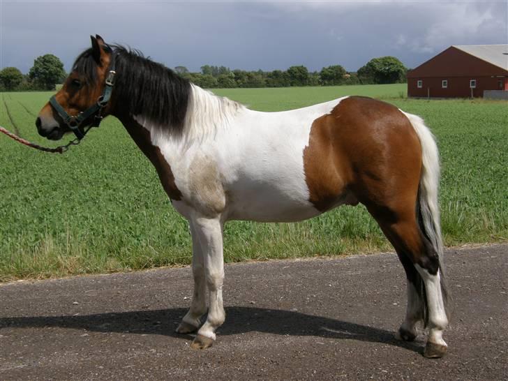 Pinto Svalegårdens Arsenal <3 - arsenal fint opstillet. :) foto: bella billede 12