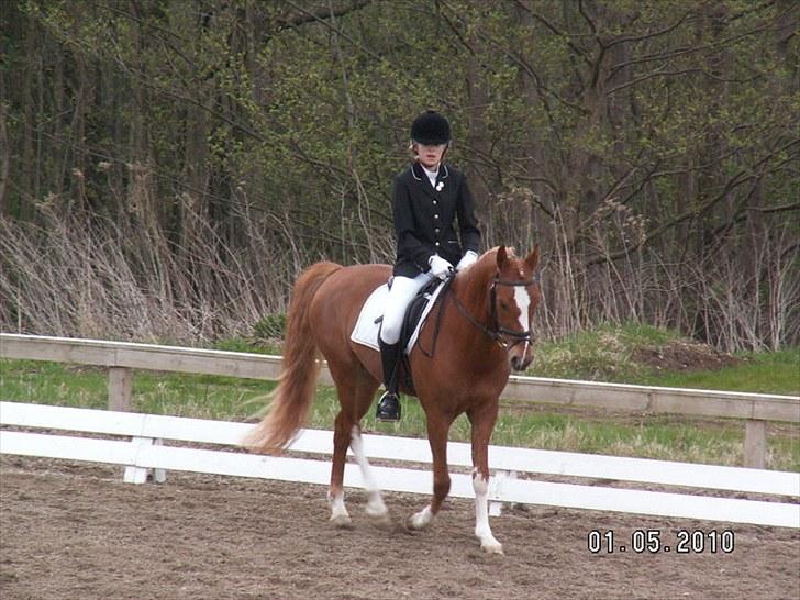 Welsh Pony af Cob-type (sec C) Eternal Amal<3 - billede 15: dressurstævne 1 maj (; første La1 blev nummer 2 :D billede 8