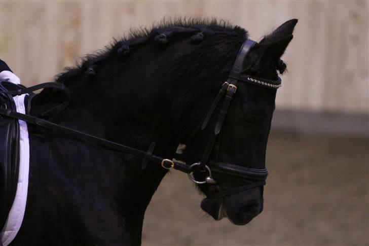 Hollandsk Sportspony    Black Beauty * R.I.P.* - Min super pony til stævnet på Lerbæk d.22 nov 08 billede 9