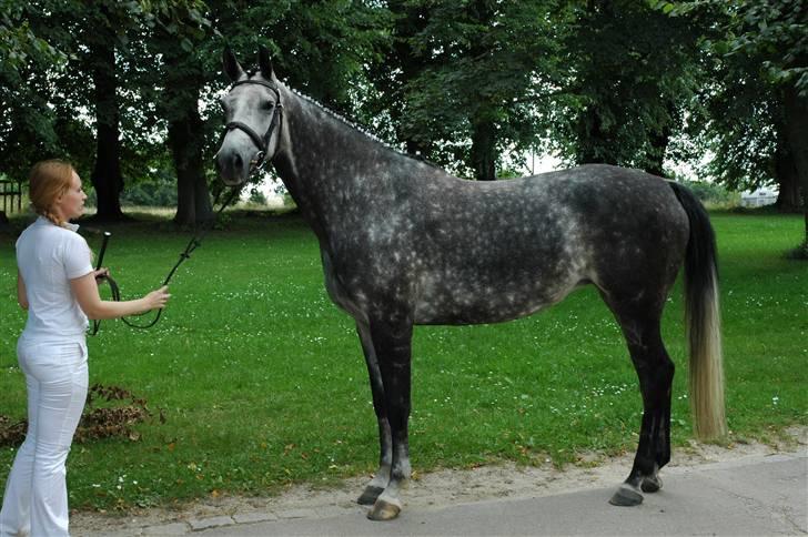 Sportsaraber (A) Snehvide - Snehvide ved kåringen på Vilhelmsborg august 2007. billede 19