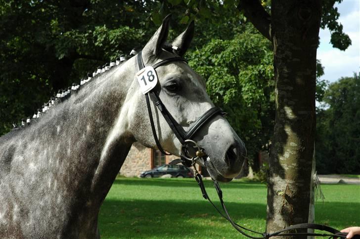 Sportsaraber (A) Snehvide - Snehvide ved kåringen på Vilhelmsborg 2007. billede 20